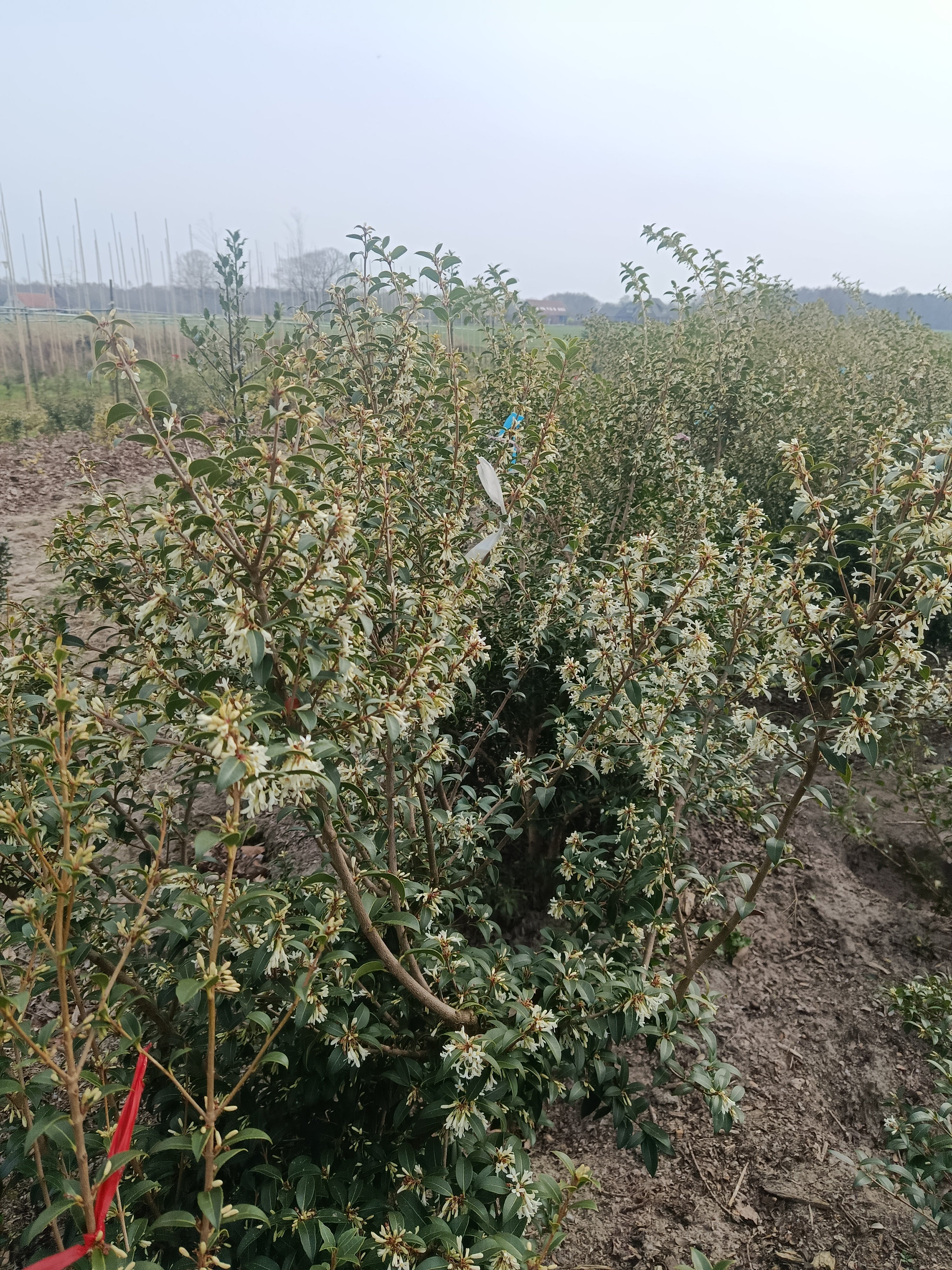 schijnhulst (Osmanthus burkwoodii). Lijkt op Hulst maar daar met meer witte bloemen (bladhoudend)