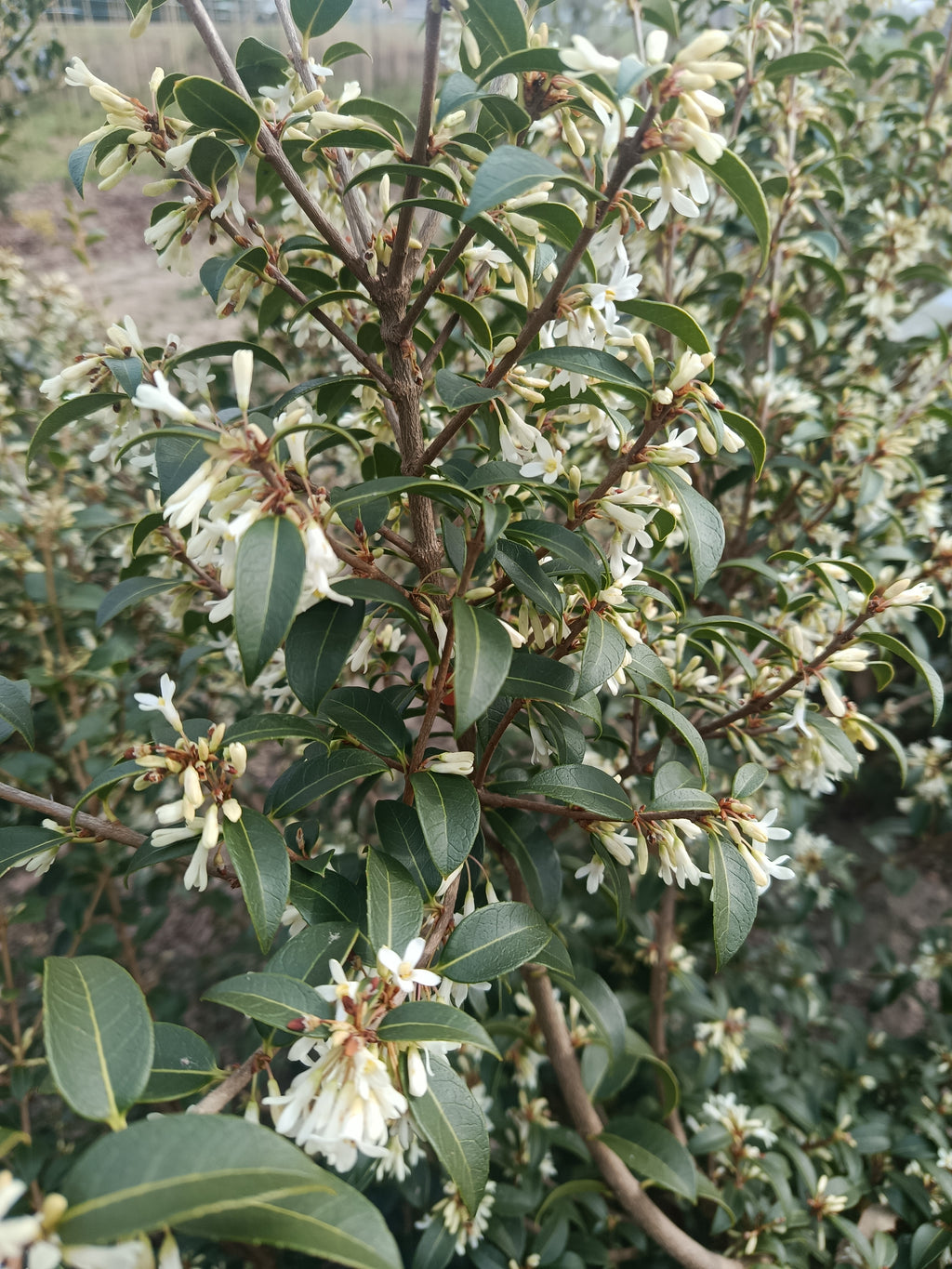 schijnhulst (Osmanthus burkwoodii). Lijkt op Hulst maar daar met meer witte bloemen (bladhoudend)