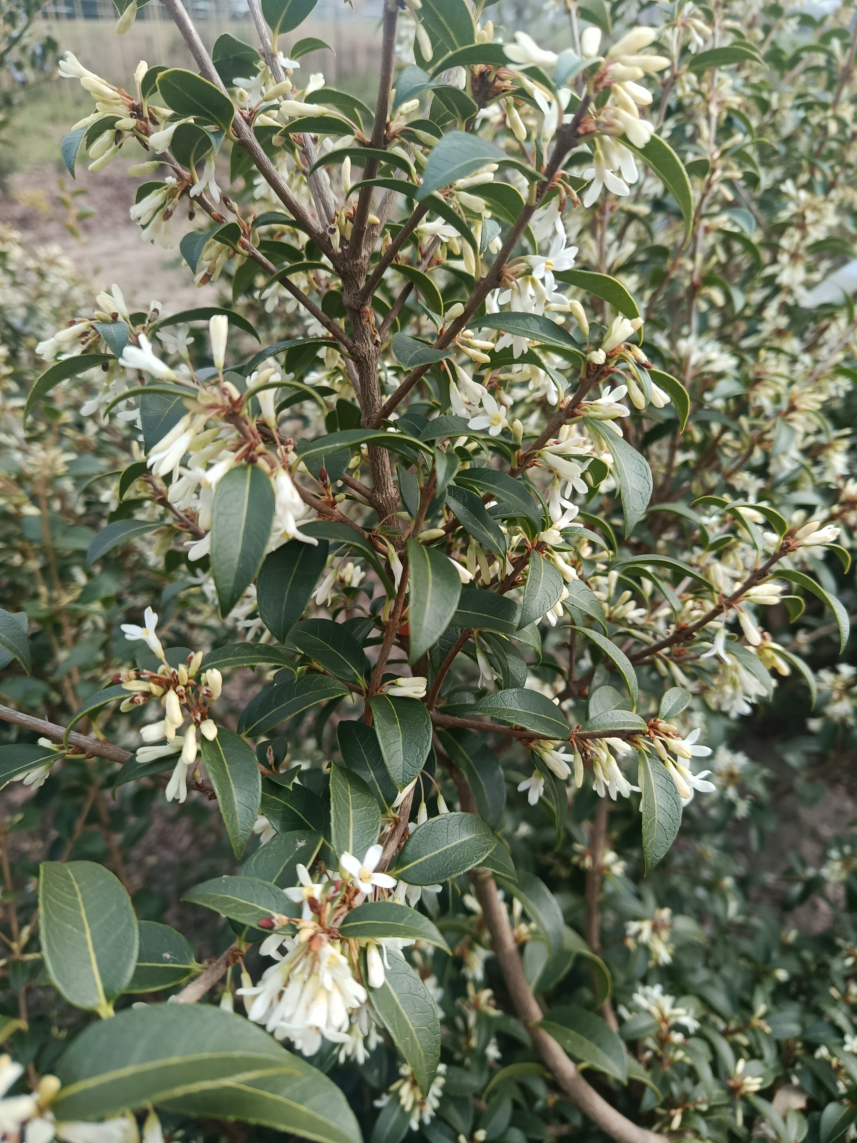 schijnhulst (Osmanthus burkwoodii). Lijkt op Hulst maar daar met meer witte bloemen (bladhoudend)