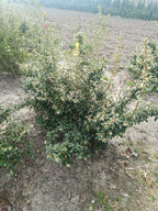 schijnhulst (Osmanthus burkwoodii). Lijkt op Hulst maar daar met meer witte bloemen (bladhoudend)