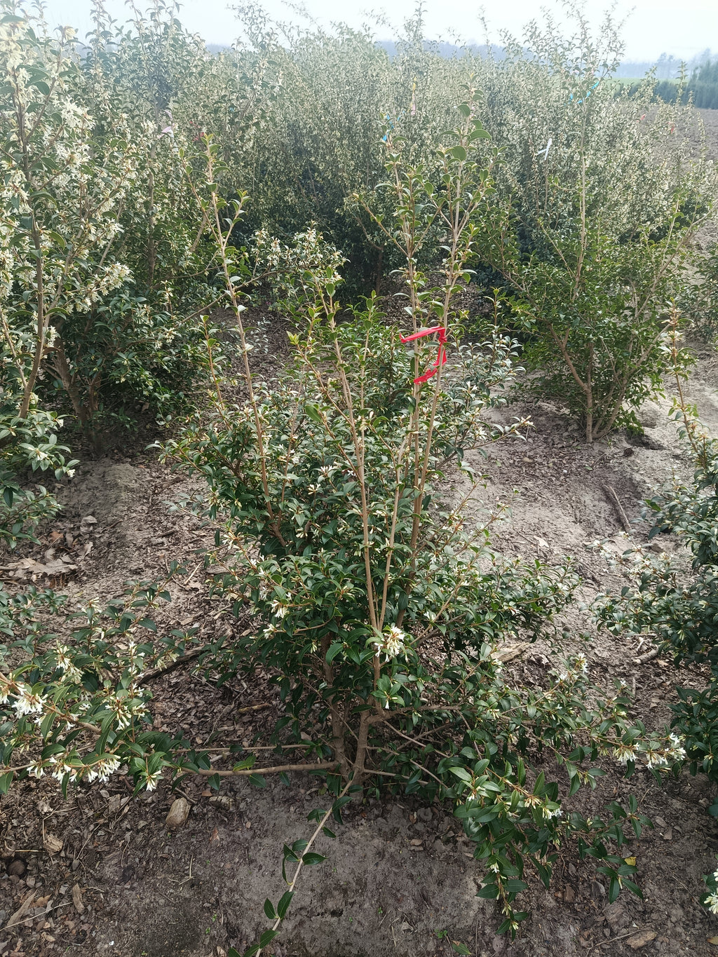 schijnhulst (Osmanthus burkwoodii). Lijkt op Hulst maar daar met meer witte bloemen (bladhoudend)