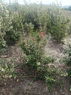 schijnhulst (Osmanthus burkwoodii). Lijkt op Hulst maar daar met meer witte bloemen (bladhoudend)