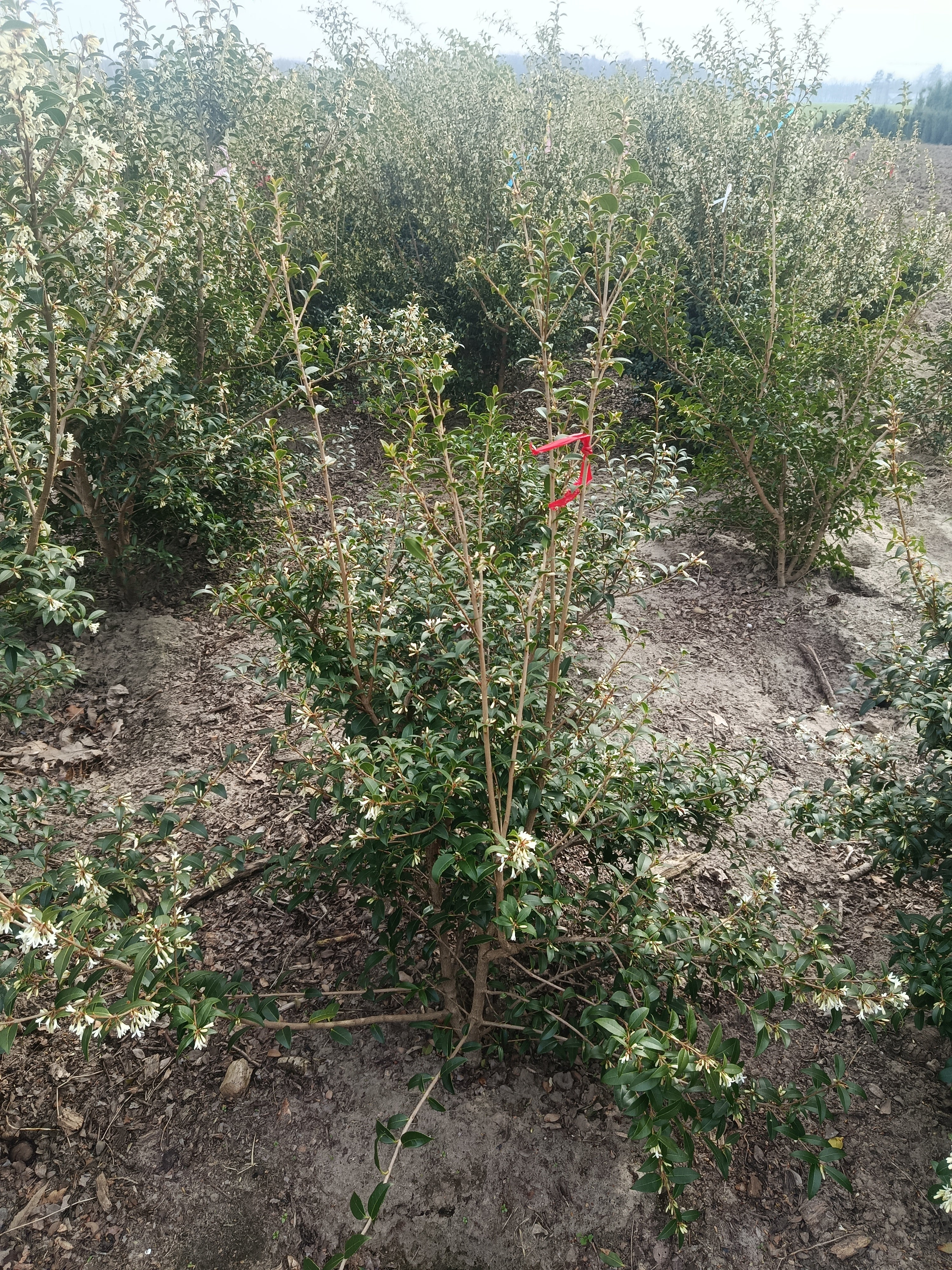 schijnhulst (Osmanthus burkwoodii). Lijkt op Hulst maar daar met meer witte bloemen (bladhoudend)