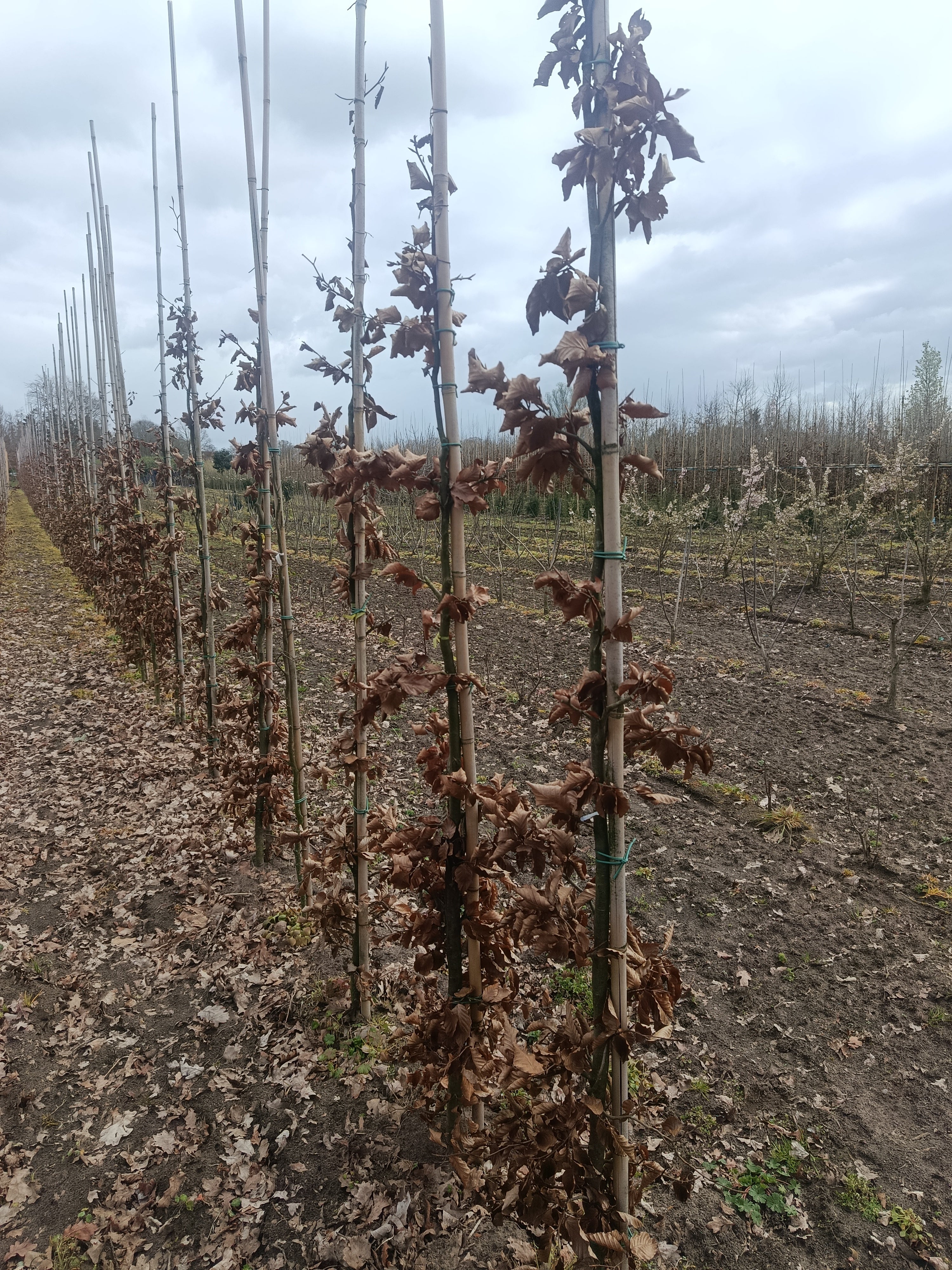 Groene beuk (Fagus sylvatica)