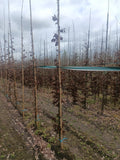 Groene beuk (Fagus sylvatica)
