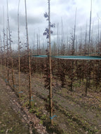 Groene beuk (Fagus sylvatica)