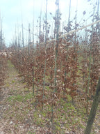 Groene beuk (Fagus sylvatica)