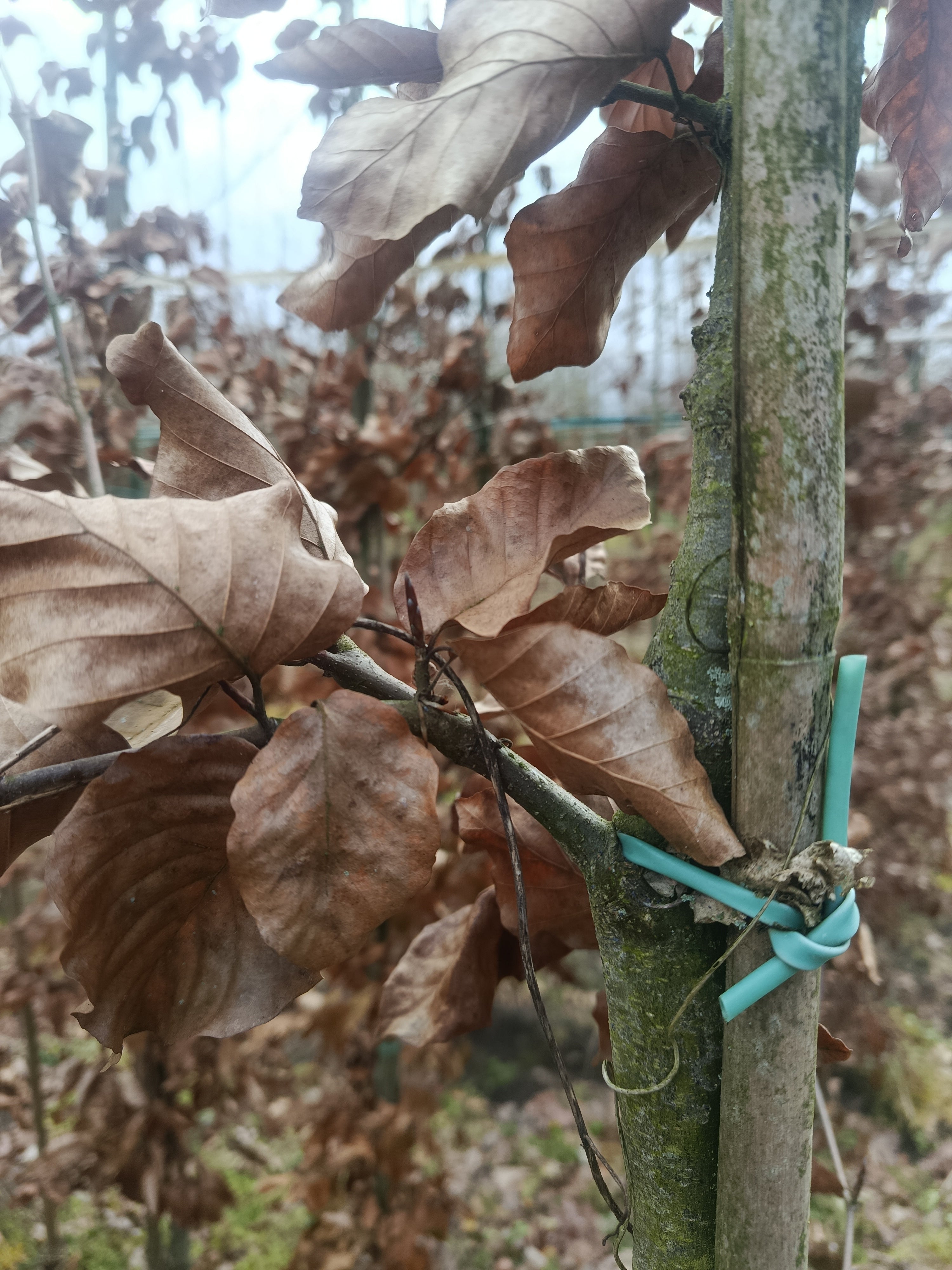 Groene beuk (Fagus sylvatica)