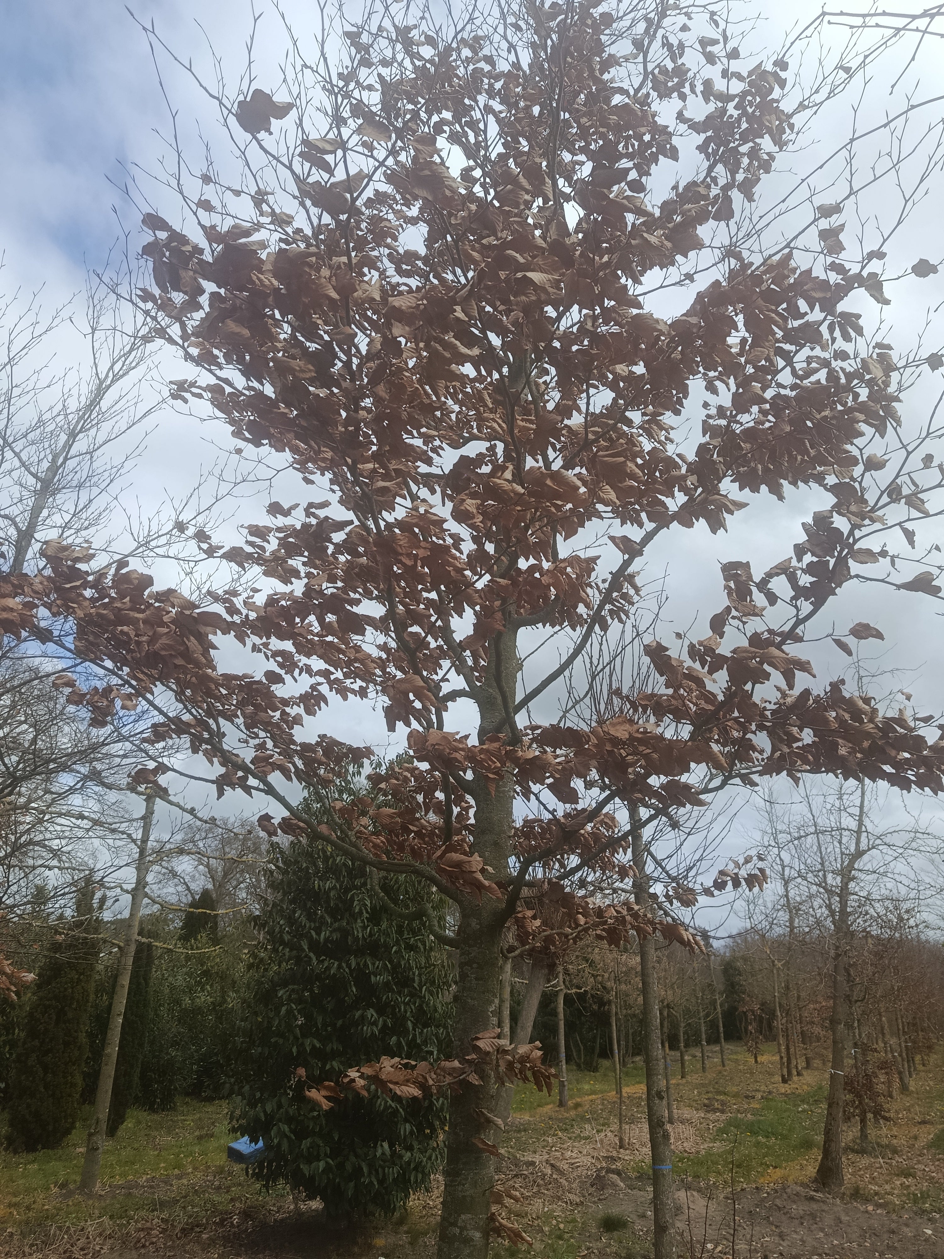Groene beuk (Fagus sylvatica)