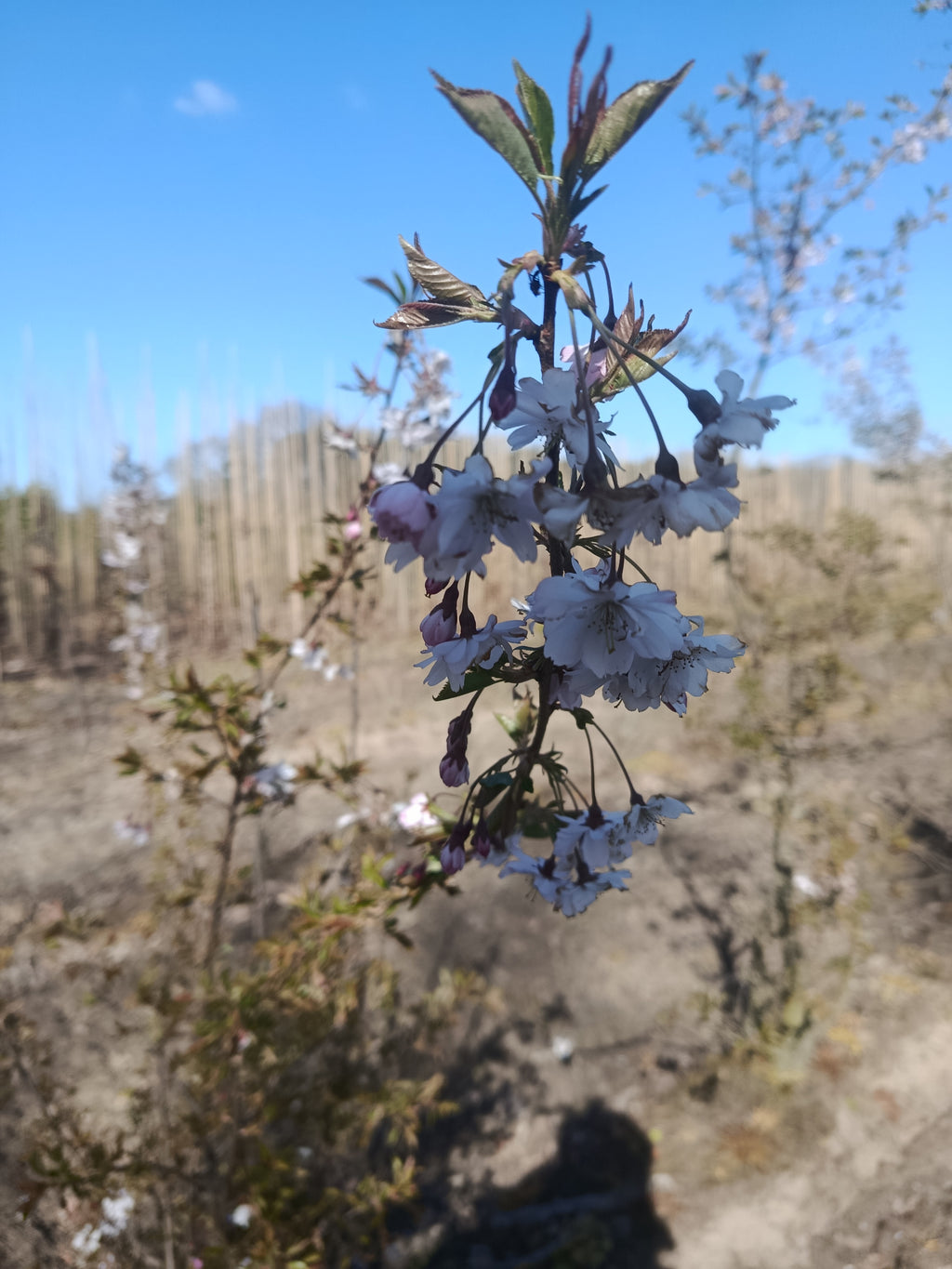 krentenboom Amelanchier lamarkii struikvorm
