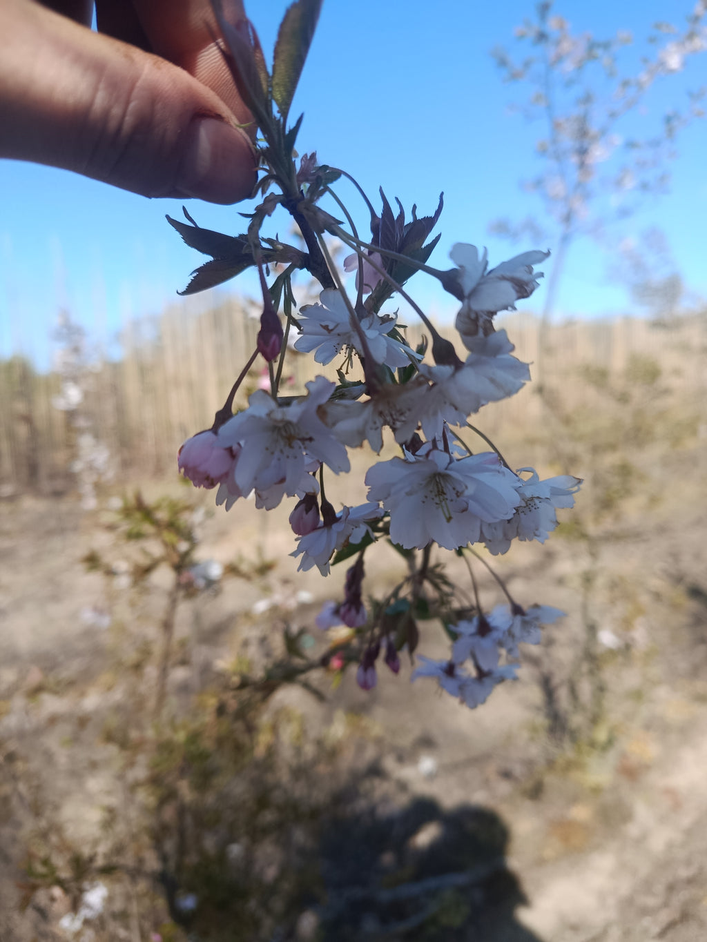 krentenboom Amelanchier lamarkii struikvorm