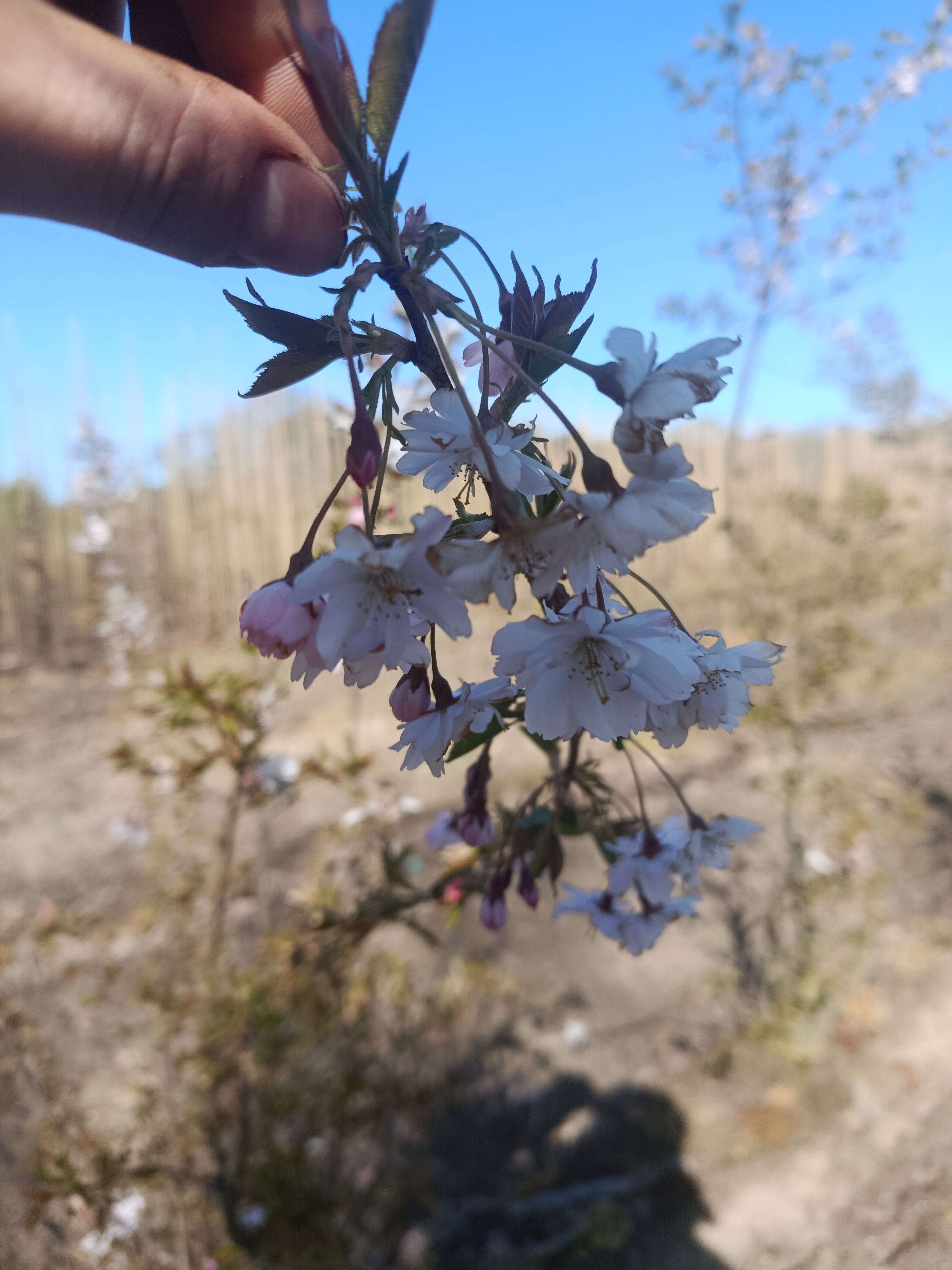 krentenboom Amelanchier lamarkii struikvorm