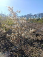 krentenboom Amelanchier lamarkii struikvorm