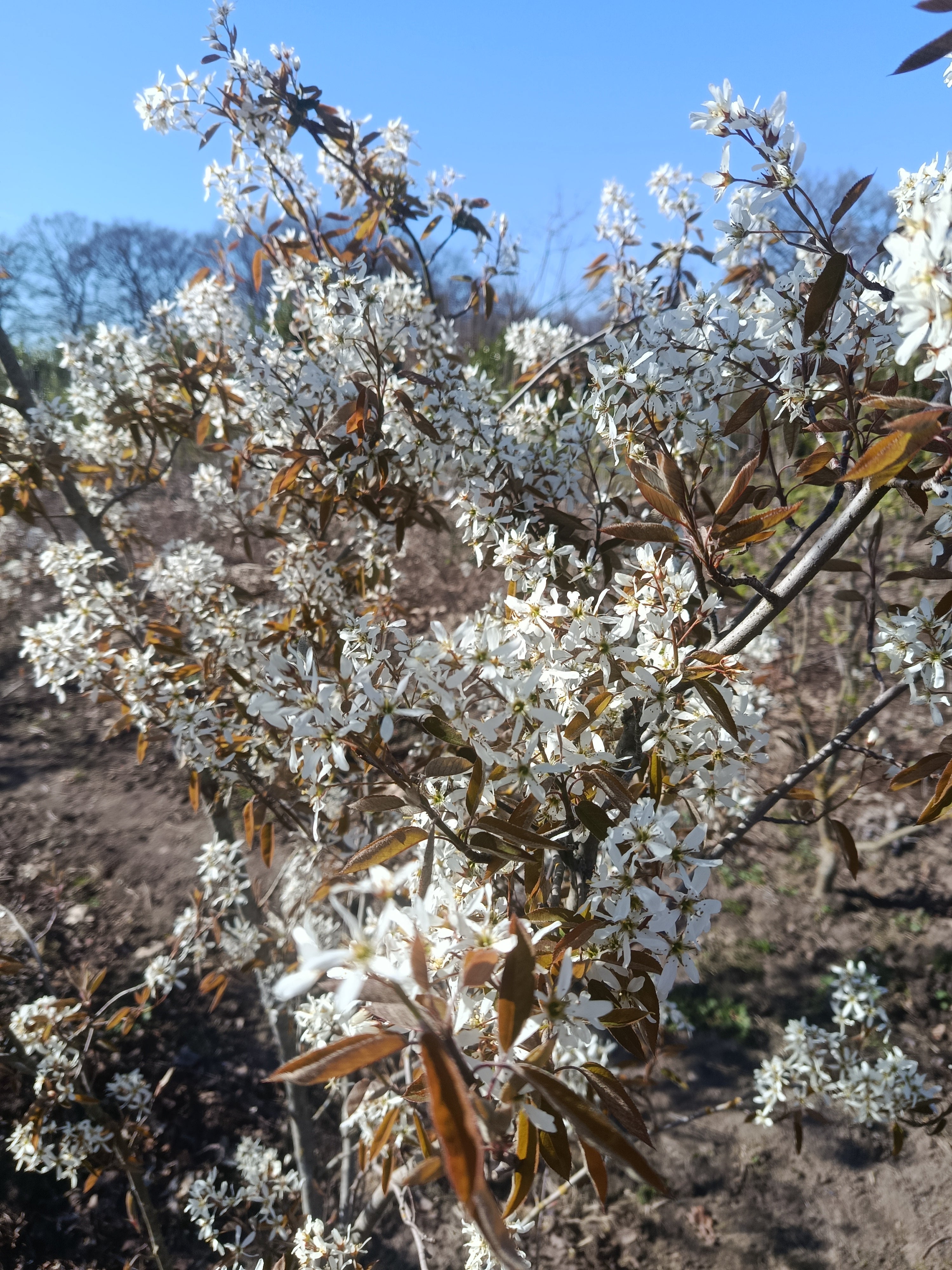 krentenboom Amelanchier lamarkii struikvorm
