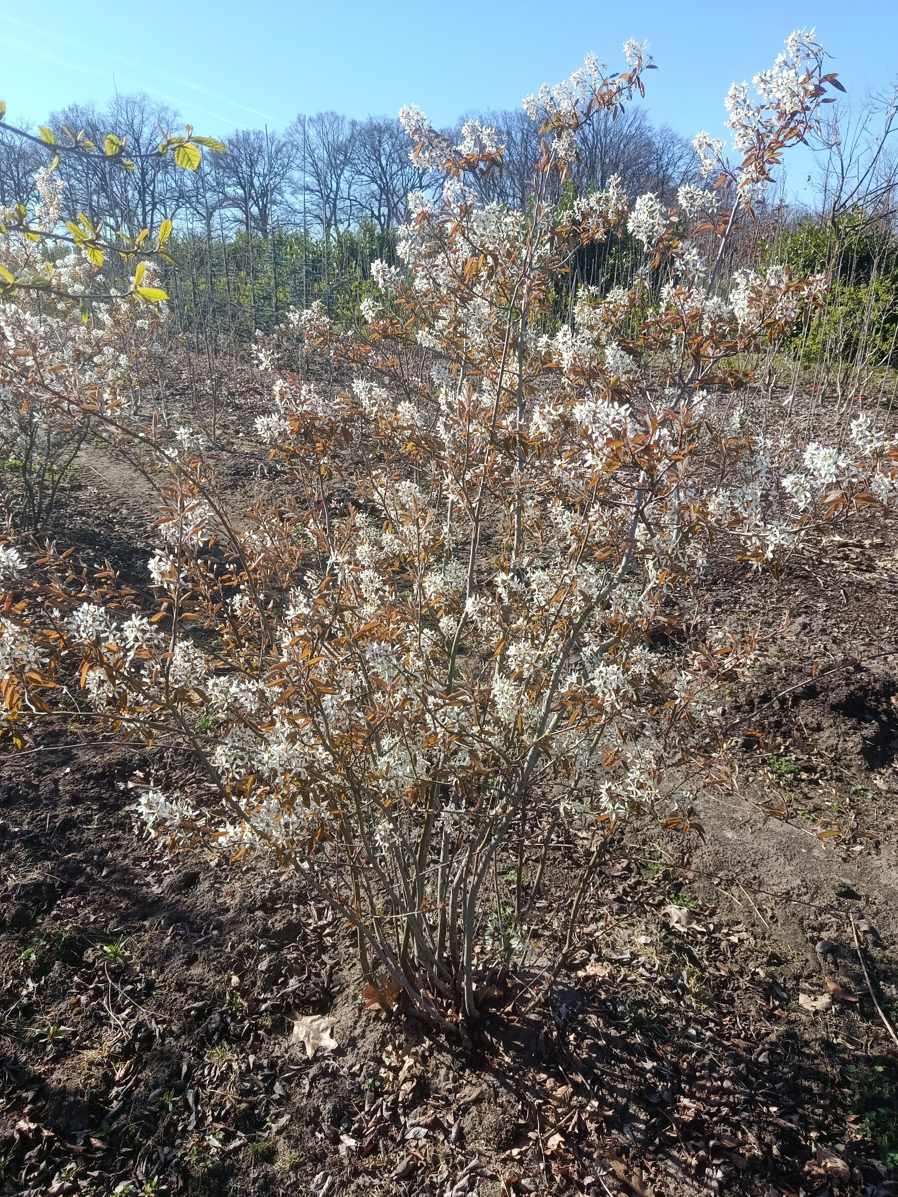 krentenboom Amelanchier lamarkii struikvorm