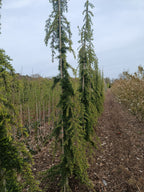 Treuende ceder "cedrus deodara pendula"