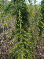 Treuende ceder "cedrus deodara pendula"