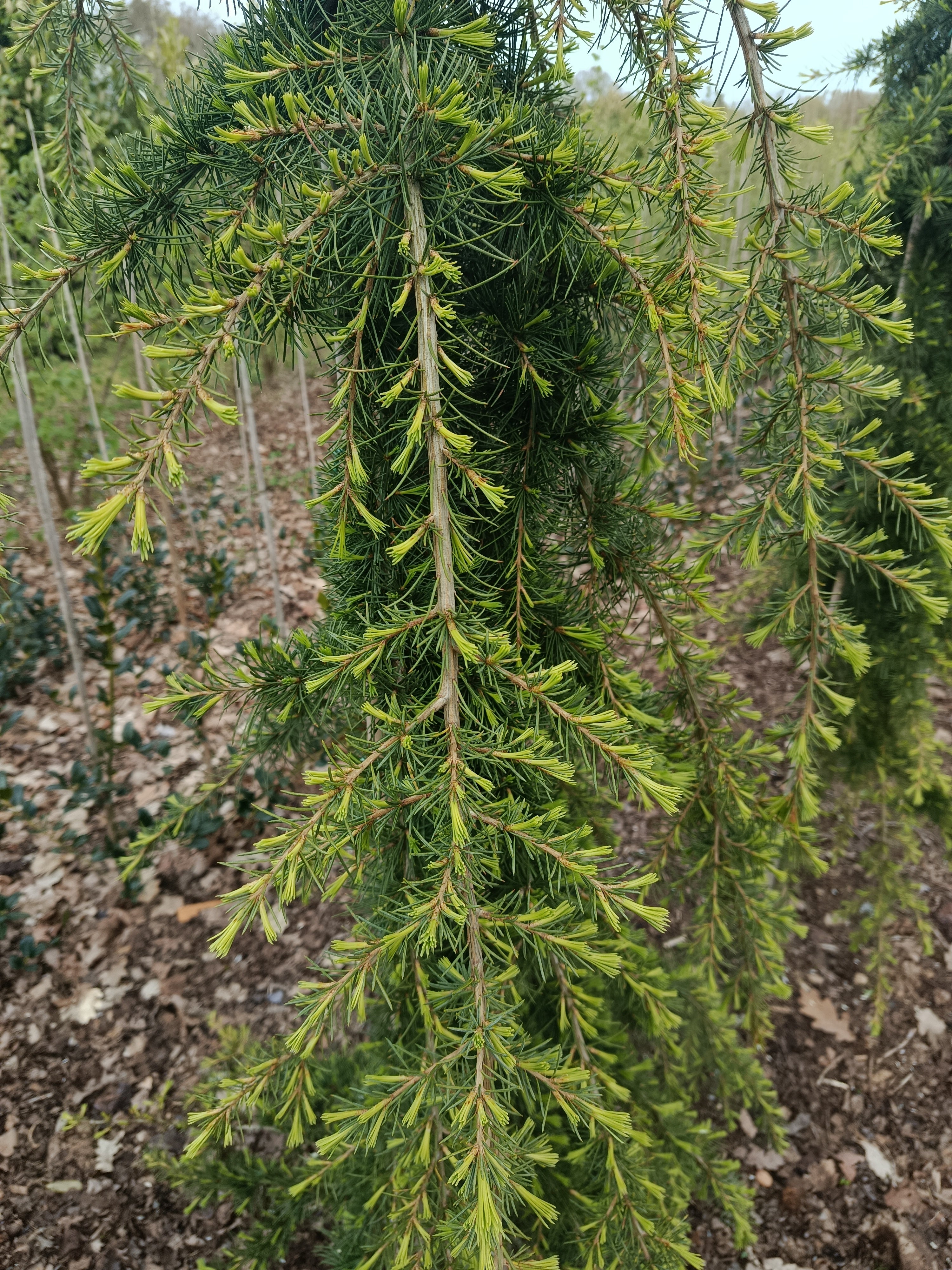 Treuende ceder "cedrus deodara pendula"