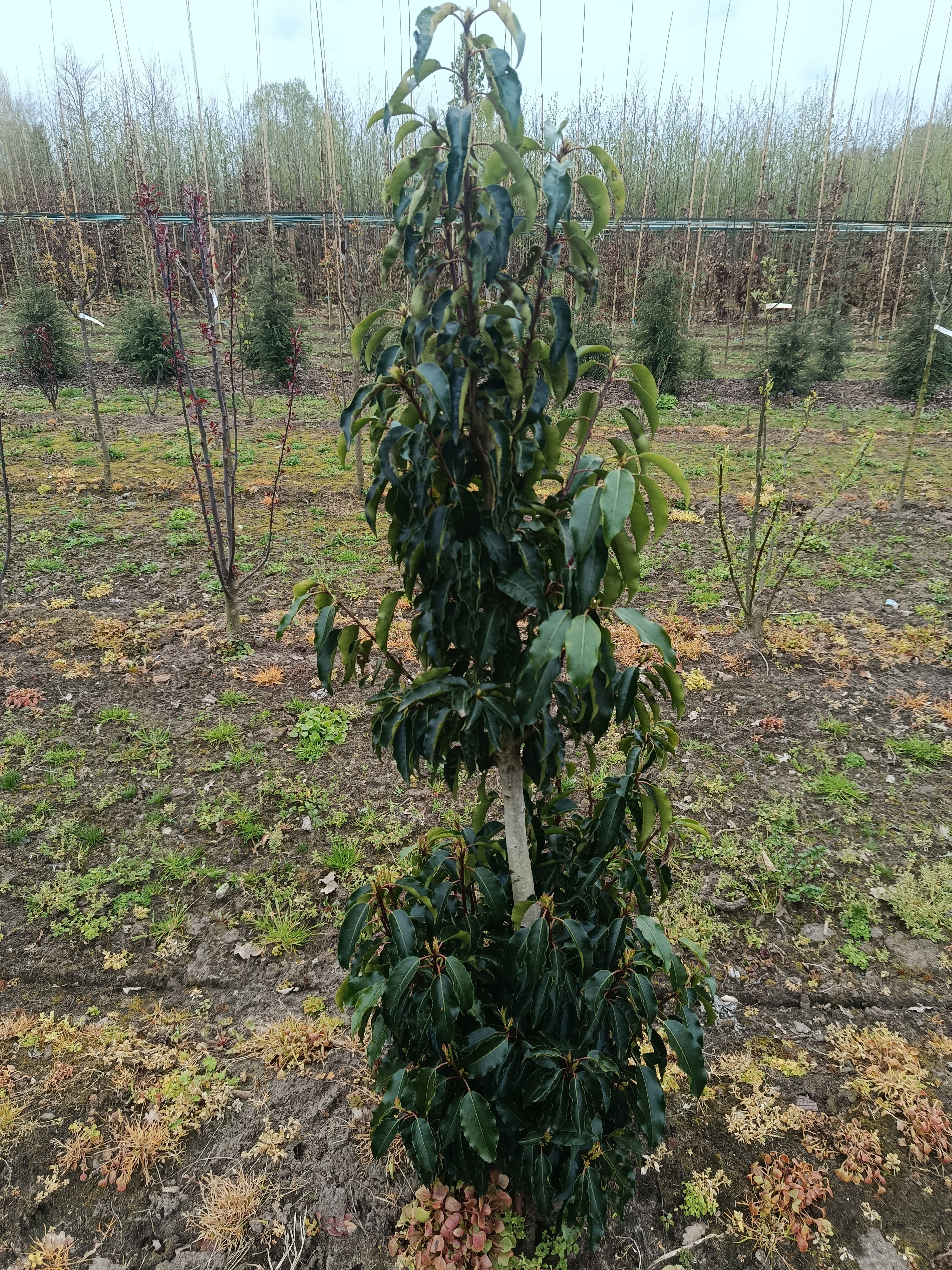 Portugese laurier (Prunus lusitanica 'Angeustfolia') heg als solitair met rode toppen