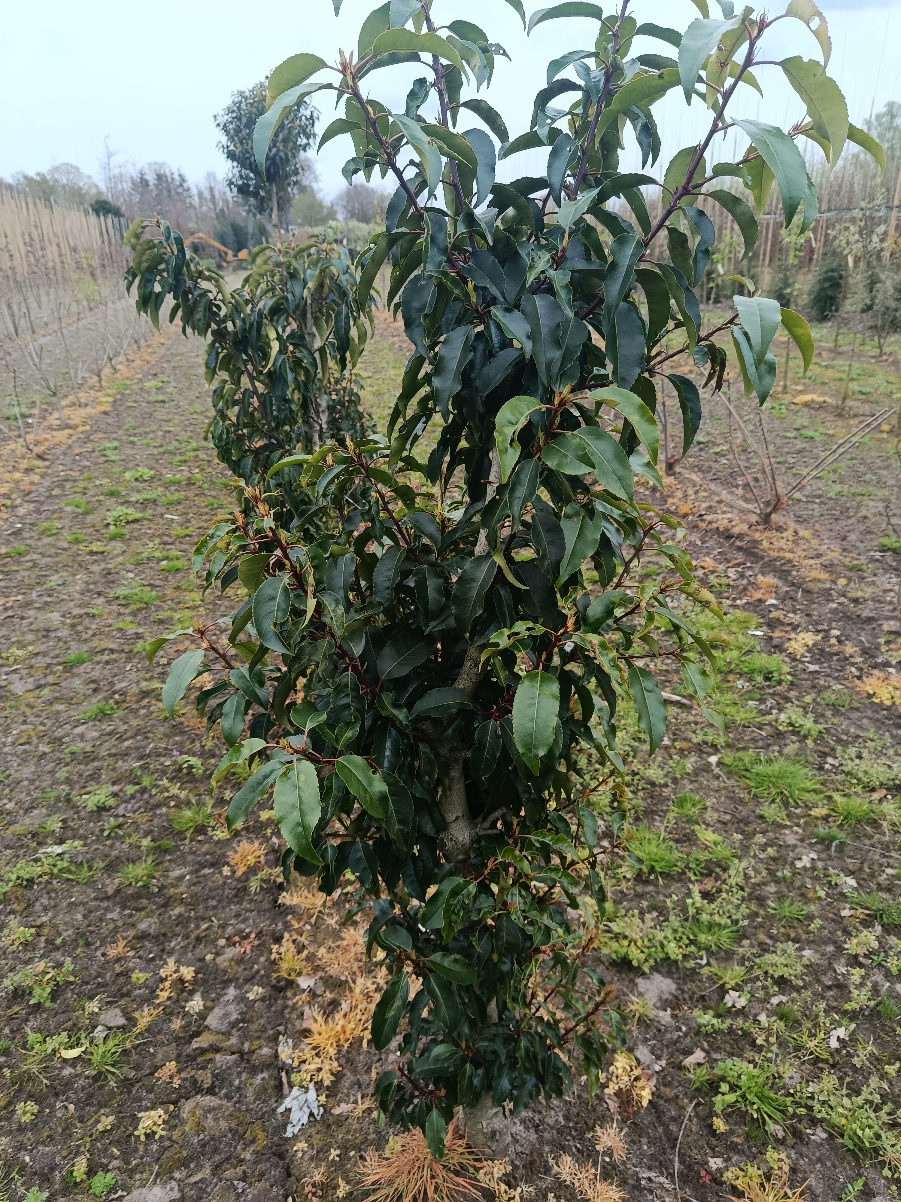 Portugese laurier (Prunus lusitanica 'Angeustfolia') heg als solitair met rode toppen