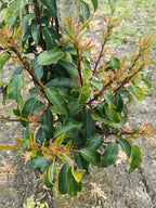 Portugese laurier (Prunus lusitanica 'Angeustfolia') heg als solitair met rode toppen