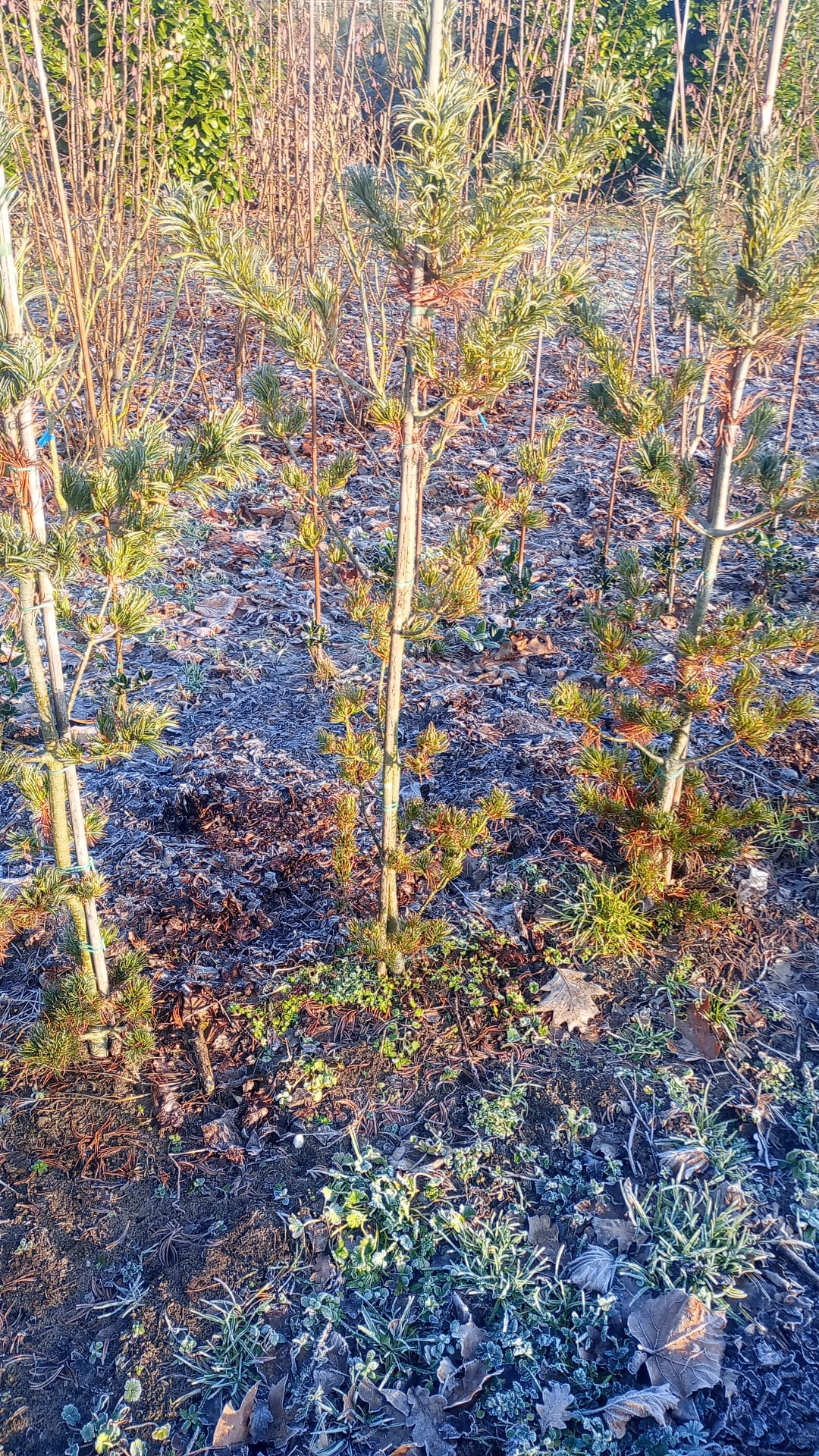 Japanse blauwe den "Pinus parviflora ‘Glauca"