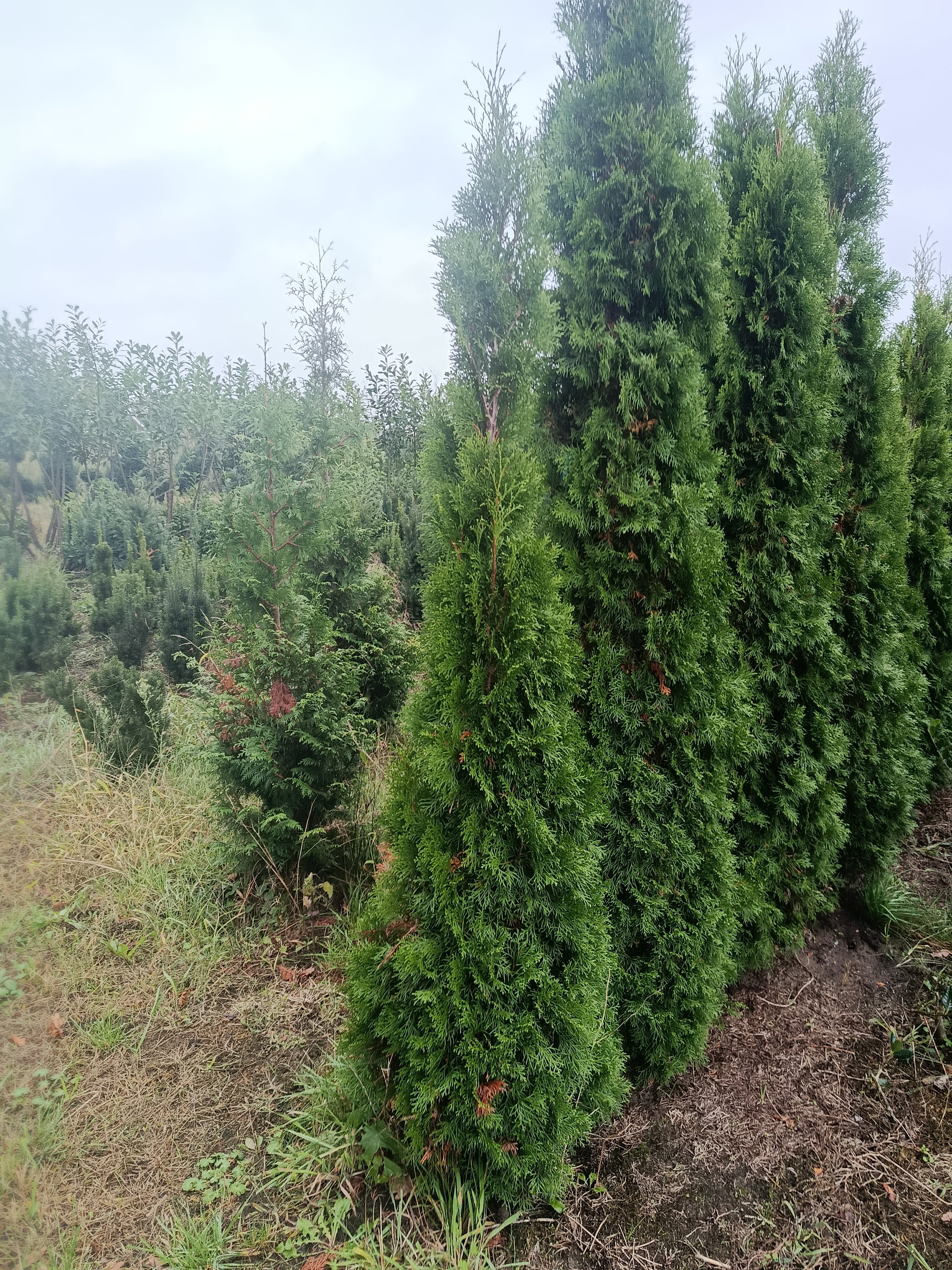 Westerse Levenboom "Thuja occidentalis Smaragd" solitair
